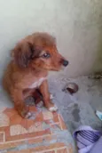 Princesa