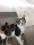 mimi
