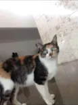 mimi