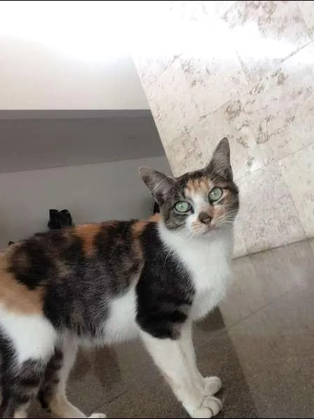 Gato ra a nao sei  idade 7 a 11 meses nome mimi