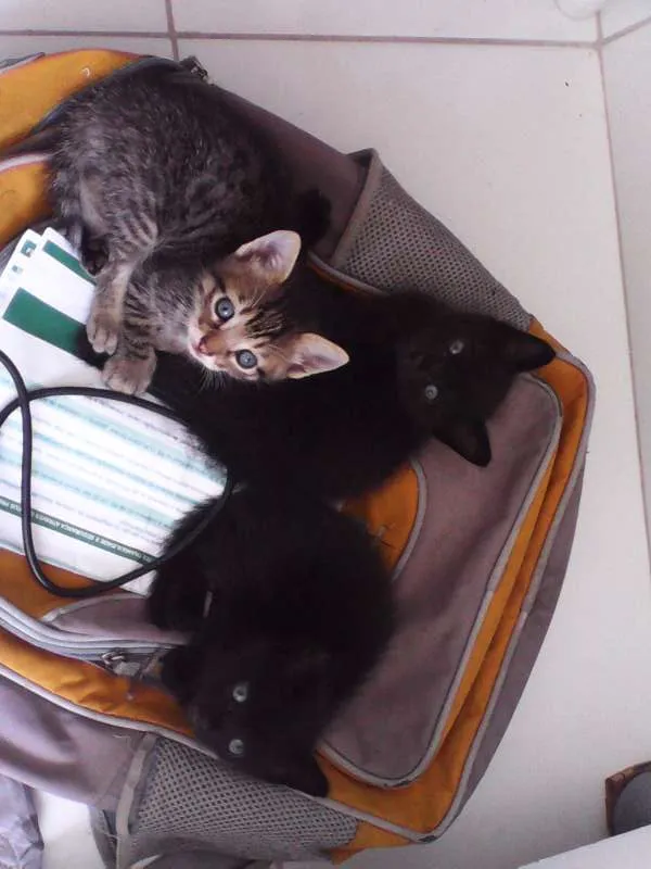 Gato raça Siamês idade Abaixo de 2 meses nome 3 filhotes