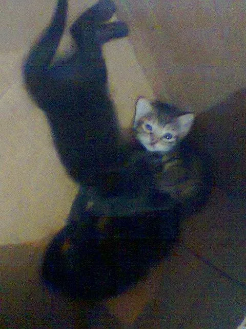 Gato raça Siamês idade Abaixo de 2 meses nome 3 filhotes