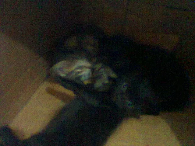 Gato raça Siamês idade Abaixo de 2 meses nome 3 filhotes