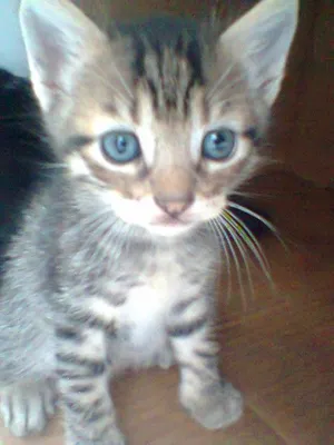 Gato raça Siamês idade Abaixo de 2 meses nome 3 filhotes