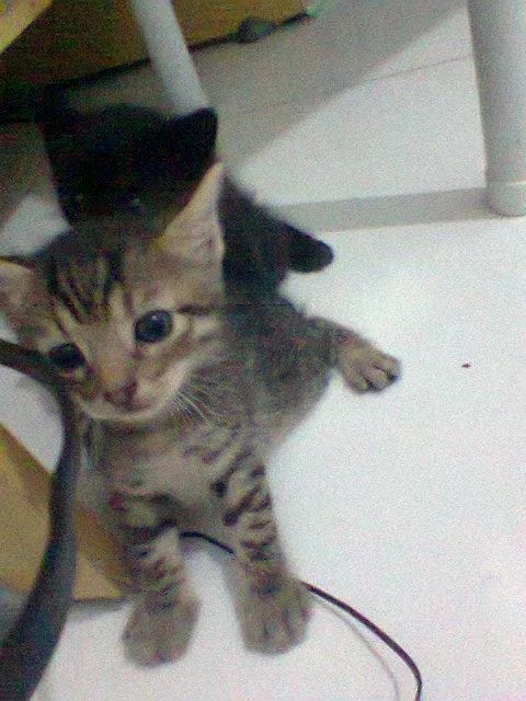 Gato raça Siamês idade Abaixo de 2 meses nome 3 filhotes