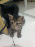 3 filhotes