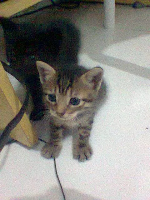 Gato raça Siamês idade Abaixo de 2 meses nome 3 filhotes