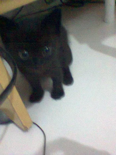 Gato raça Siamês idade Abaixo de 2 meses nome 3 filhotes
