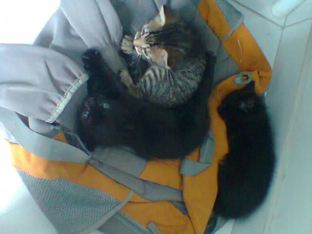Gato raça Siamês idade Abaixo de 2 meses nome 3 filhotes