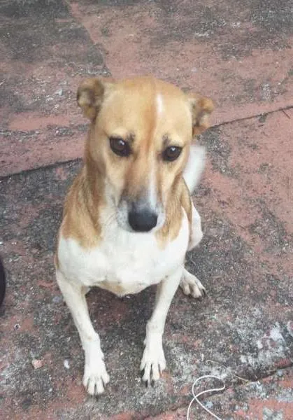 Cachorro ra a vira lata idade 6 ou mais anos nome Bilu