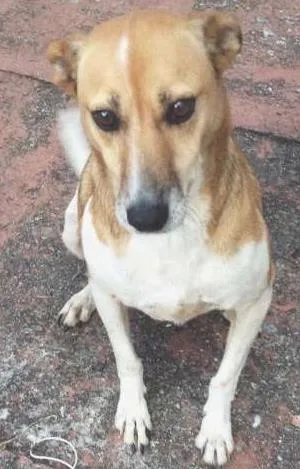 Cachorro ra a vira lata idade 6 ou mais anos nome Bilu