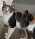 mimi