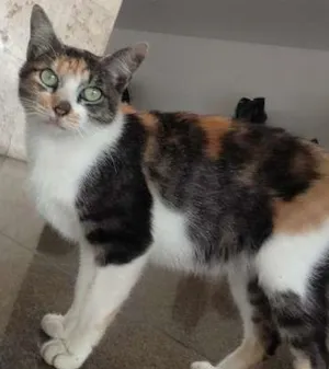 Gato raça nao sei  idade 7 a 11 meses nome mimi