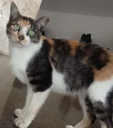 Gato ra a nao sei  idade 7 a 11 meses nome mimi
