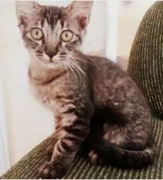 Gato ra a Sem Raça Definida idade 2 a 6 meses nome Felícia, Branca e D