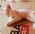 Felícia, Branca e D