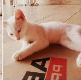 Gato raça Sem Raça Definida idade 2 a 6 meses nome Felícia, Branca e D