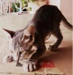 Gato ra a Sem Raça Definida idade 2 a 6 meses nome Felícia, Branca e D