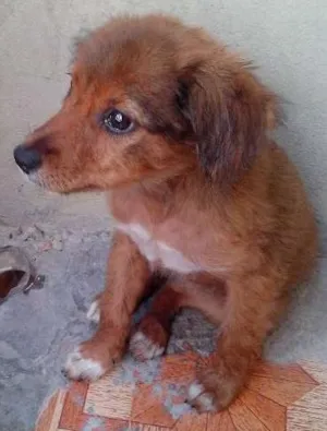 Cachorro raça srd idade 2 a 6 meses nome Princesa