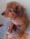 Princesa