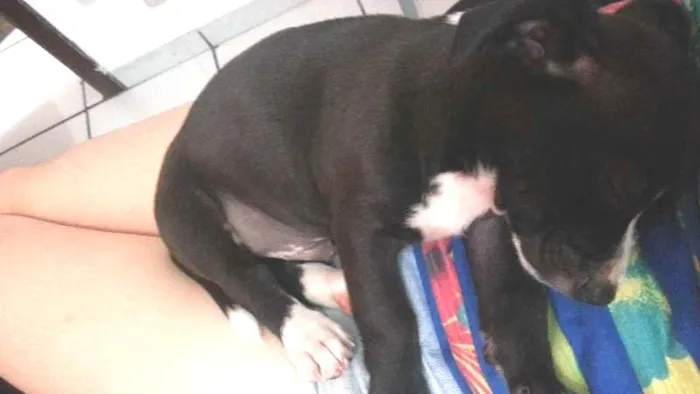 Cachorro ra a Indefinida idade 2 a 6 meses nome Cascão