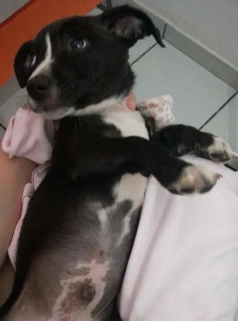 Cachorro ra a Indefinida idade 2 a 6 meses nome Cascão