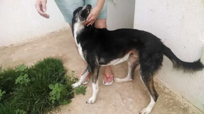 Cachorro ra a SRD idade 5 anos nome Maverick (adoção es