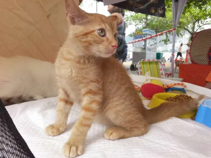 Gato raça Dv idade  nome Lindos filhotes e a