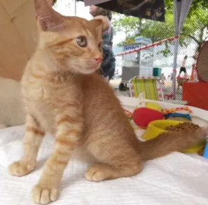 Gato raça Dv idade  nome Lindos filhotes e a