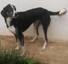 Cachorro ra a SRD idade 5 anos nome Maverick (adoção es