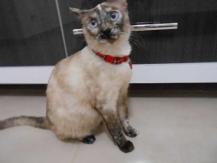 Gato ra a SRD idade 7 a 11 meses nome Mel