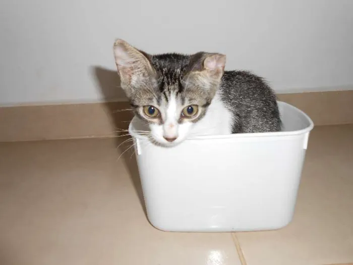 Gato ra a SRD idade 7 a 11 meses nome Mel