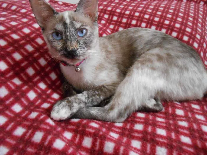Gato ra a SRD idade 7 a 11 meses nome Mel