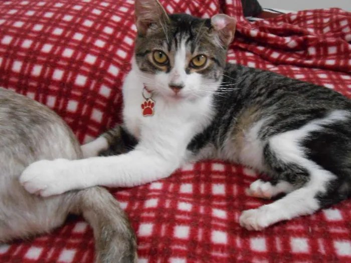 Gato ra a SRD idade 7 a 11 meses nome Mel