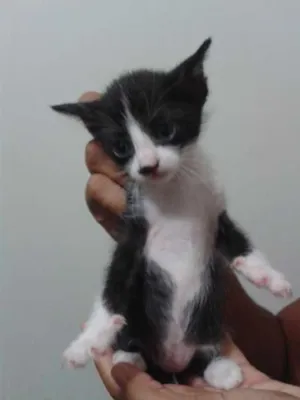 Gato raça sem raça idade Abaixo de 2 meses nome sem nome