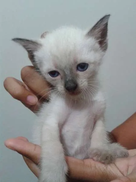 Gato ra a sem raça idade Abaixo de 2 meses nome sem nome