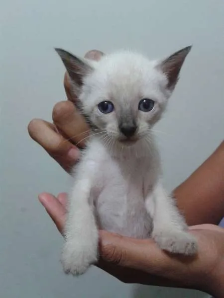 Gato ra a sem raça idade Abaixo de 2 meses nome sem nome