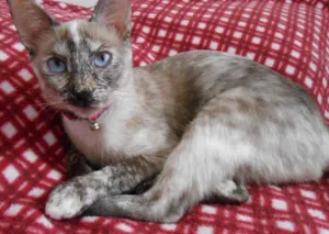 Gato raça SRD idade 7 a 11 meses nome Mel