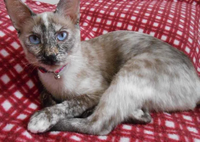 Gato ra a SRD idade 7 a 11 meses nome Mel