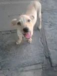 Kiko