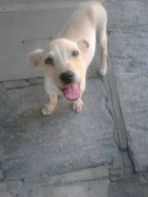 Cachorro raça vira-lata idade Abaixo de 2 meses nome Kiko