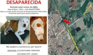 Cachorro raça Pit-Bull idade 6 ou mais anos nome MEL