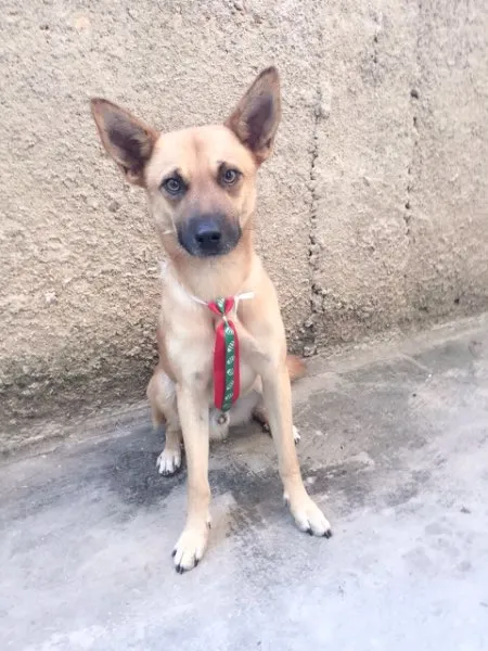 Cachorro ra a sem raça idade 1 ano nome Tico e Teco