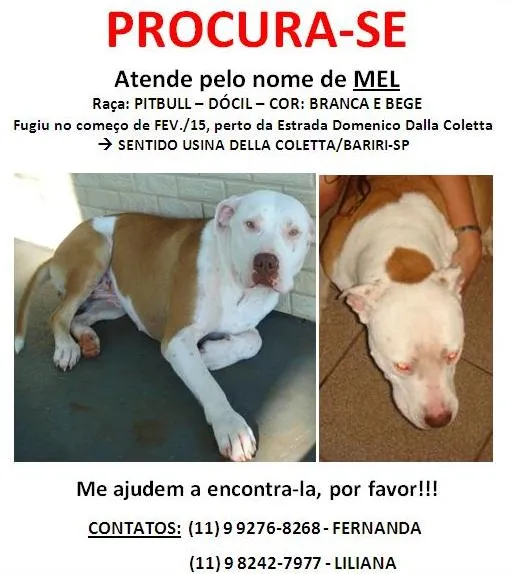 Cachorro raça Pit-Bull idade 6 ou mais anos nome MEL