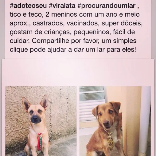 Cachorro ra a sem raça idade 1 ano nome Tico e Teco