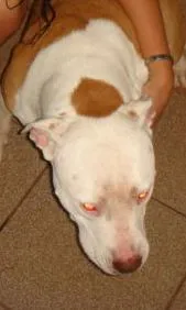 Cachorro raça Pit-Bull idade 6 ou mais anos nome MEL