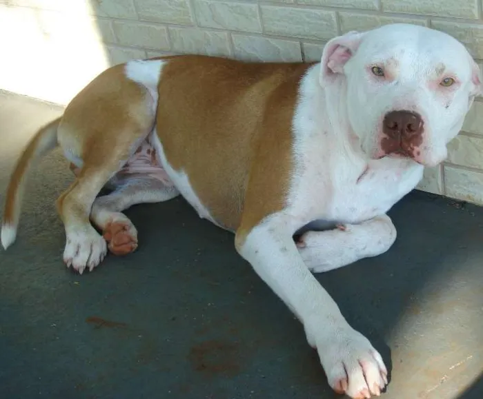 Cachorro raça Pit-Bull idade 6 ou mais anos nome MEL