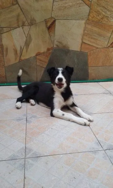 Cachorro ra a Border Collie idade 2 a 6 meses nome Blue