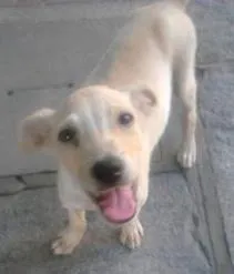 Cachorro raça vira-lata idade Abaixo de 2 meses nome Kiko