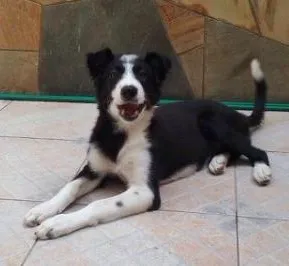Cachorro ra a Border Collie idade 2 a 6 meses nome Blue